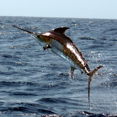 swordfish sri lanka